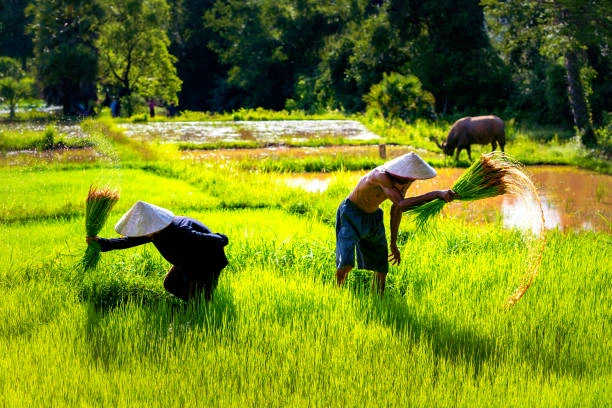 Our Farm to Table Promise: How Noori India Sources Fresh, Local, Sustainable Ingredients in Koh Samui 1 Organic vegetables sourced for catering services in Koh Samui